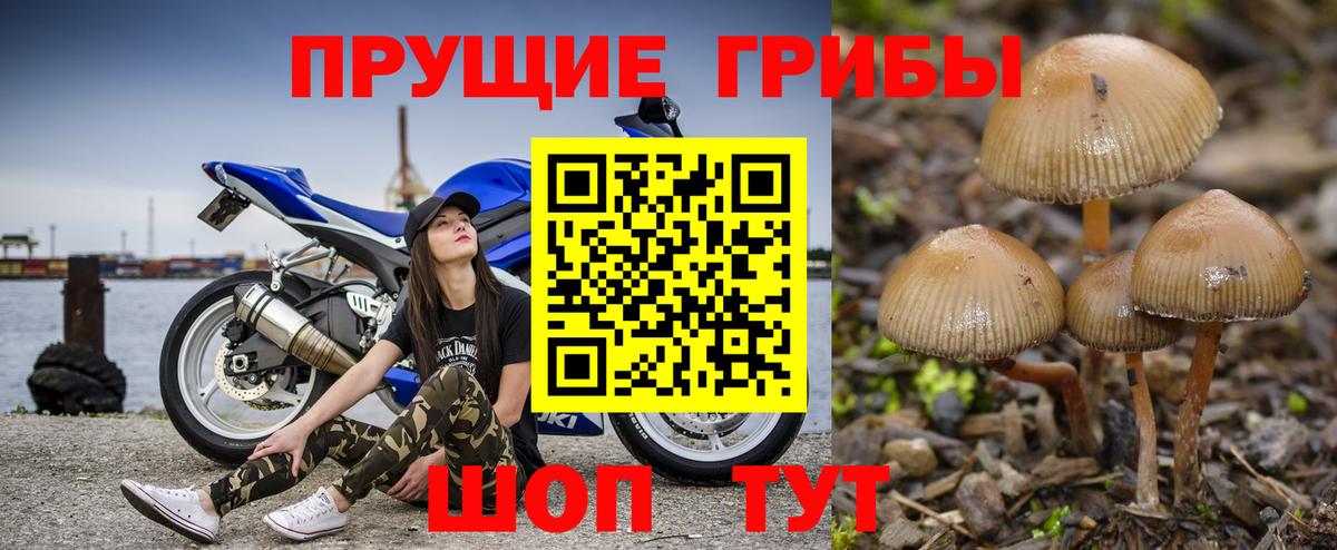 Псилоцибиновые грибы Cubensis  Вход с VPN  Тулун 